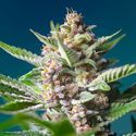 Purple Punch OG (Sweet Seeds) Feminiserade