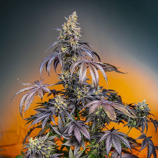 Red Gorilla Girl XL Auto (Sweet Seeds) Feminiserade