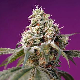 Bruce Banner Auto (Sweet Seeds) Feminiserade