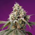 Bruce Banner Auto (Sweet Seeds) Feminiserade