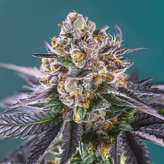 Red Strawberry Banana Auto (Sweet Seeds) Feminiserade