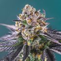 Red Strawberry Banana Auto (Sweet Seeds) Feminiserade