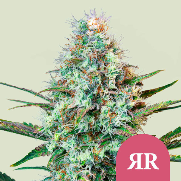 Royal Runtz (Royal Queen Seeds) Feminiserade