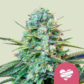 Wedding Crasher (Royal Queen Seeds) feminiserade