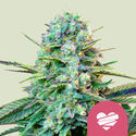 Wedding Crasher (Royal Queen Seeds) Feminiserade