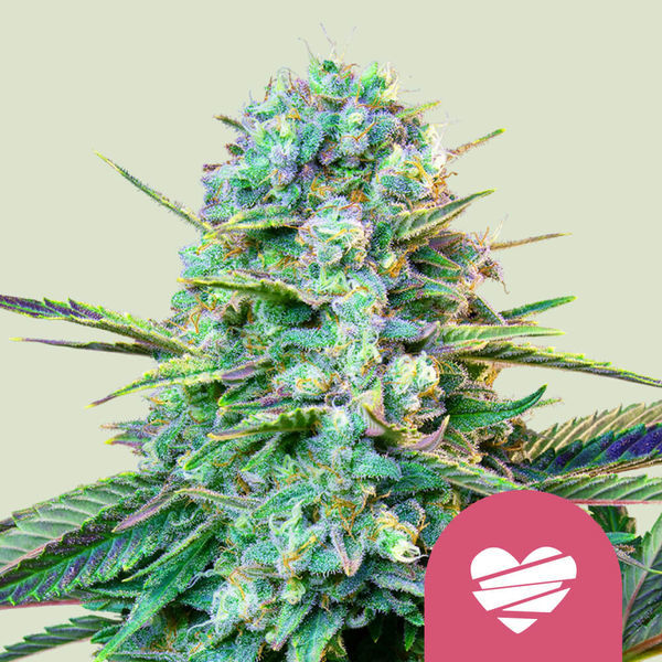 Wedding Crasher (Royal Queen Seeds) Feminiserade