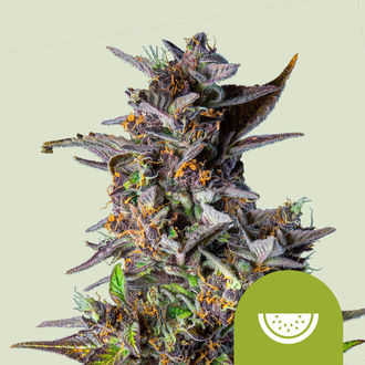 Watermelon Autoflower (Royal Queen Seeds) Feminiserade