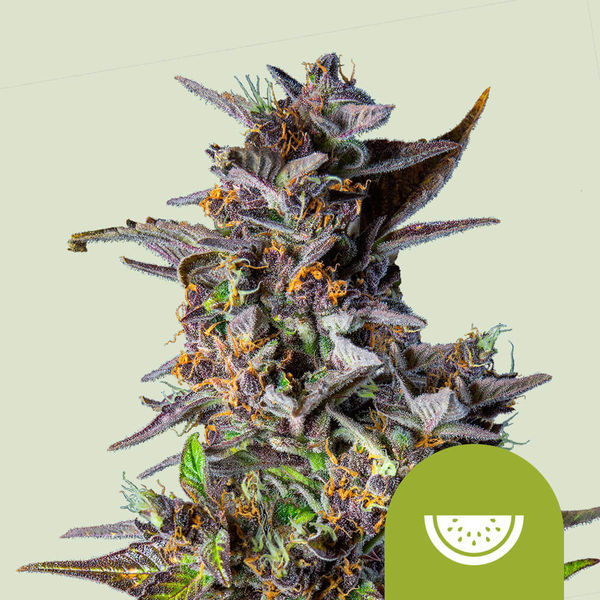 Watermelon Autoflower (Royal Queen Seeds) Feminiserade