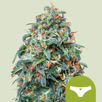 Sherbet Queen Autoflower (Royal Queen Seeds) Feminiserade