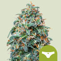 Sherbet Queen Autoflower (Royal Queen Seeds) Feminiserade