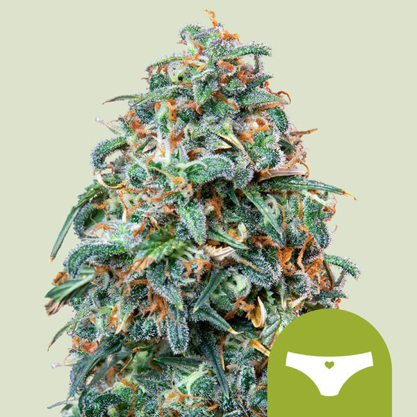 Sherbet Queen Autoflower (Royal Queen Seeds) Feminiserade