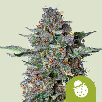 Do-Si-Dos Autoflower (Royal Queen Seeds) Feminiserade