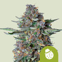 Do-Si-Dos Autoflower (Royal Queen Seeds) Feminiserade