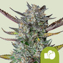 Purple Punch Autoflower (Royal Queen Seeds) Feminiserade