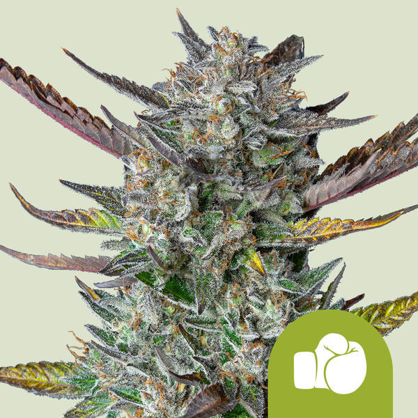 Purple Punch Autoflower (Royal Queen Seeds) Feminiserade