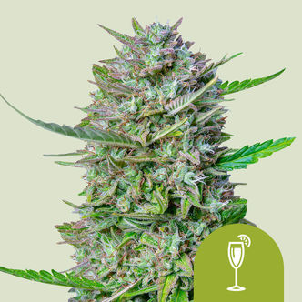 Mimosa Automatic (Royal Queen Seeds) feminiserade