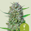Mimosa Autoflower (Royal Queen Seeds) Feminiserade