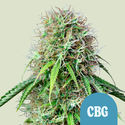 Royal CBG Autoflower (Royal Queen Seeds) Feminiserade