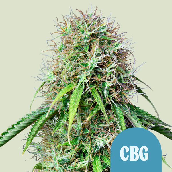 Royal CBG Autoflower (Royal Queen Seeds) Feminiserade