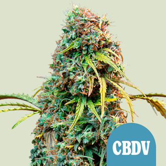 Royal CBDV Autoflower (Royal Queen Seeds) Feminiserade