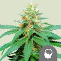 Amnesia Haze (Royal Queen Seeds) reguljär