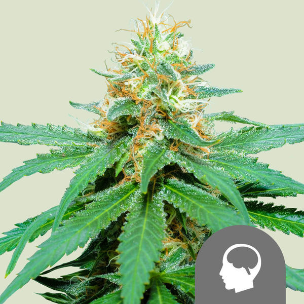 Amnesia Haze (Royal Queen Seeds) reguljär