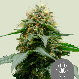White Widow (Royal Queen Seeds) regulj&auml;r