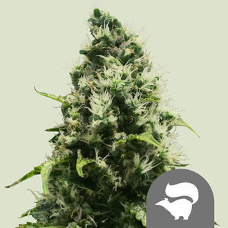 Skunk XL (Royal Queen Seeds) regulj&auml;r