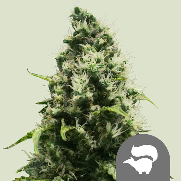 Skunk XL (Royal Queen Seeds) reguljär