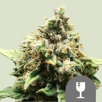 Critical (Royal Queen Seeds) regulj&auml;r