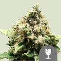 Critical (Royal Queen Seeds) reguljär