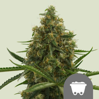 Shining Silver Haze (Royal Queen Seeds) regulj&auml;r