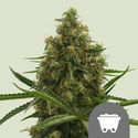 Shining Silver Haze (Royal Queen Seeds) reguljär