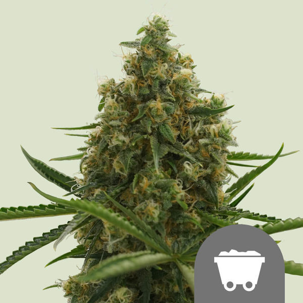 Shining Silver Haze (Royal Queen Seeds) reguljär