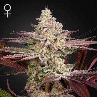 Chemical Bride (Greenhouse Seeds) Feminiserade