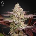 Chemical Bride (Greenhouse Seeds) Feminiserade
