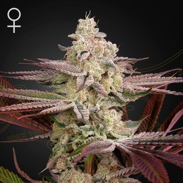 Chemical Bride (Greenhouse Seeds) Feminiserade