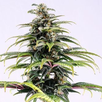 CBG Auto (Kannabia) feminiserade