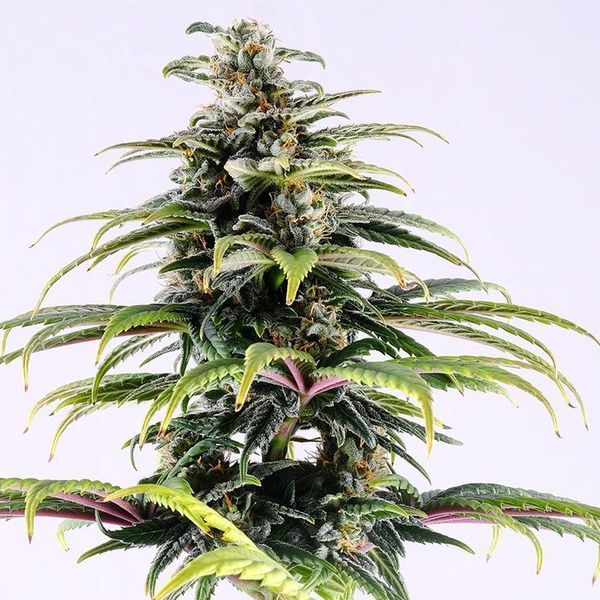 CBG Auto (Kannabia) Feminiserade