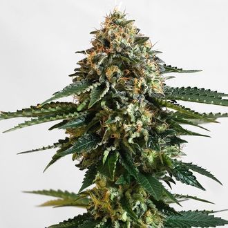 THCV (Kannabia) Feminiserade