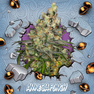 Amnesia Punch (Ripper Seeds x Zamnesia) Feminiserade