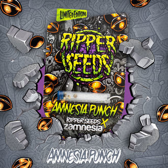Amnesia Punch (Ripper Seeds x Zamnesia) Feminiserade