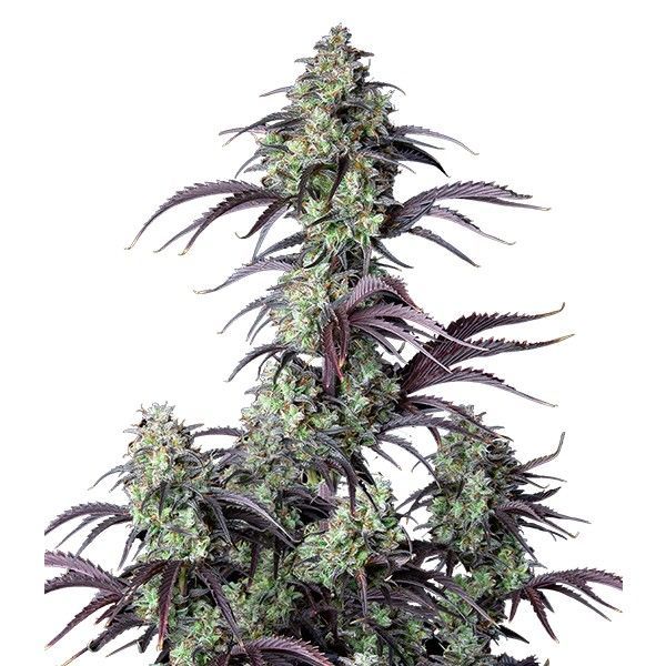 Mimosa Cake Auto (FastBuds) Feminiserade