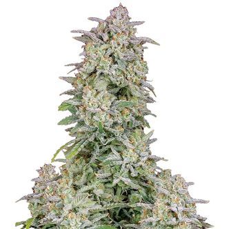 Forbidden Runtz Auto (FastBuds) feminiserade