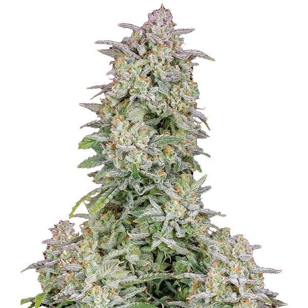 Forbidden Runtz Auto (FastBuds) Feminiserade