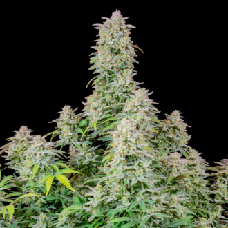 Forbidden Runtz Auto (FastBuds) Feminiserade