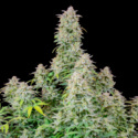Forbidden Runtz Auto (FastBuds) Feminiserade