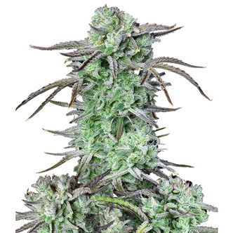 Strawberry Banana Auto (FastBuds) feminiserade cannabisfr&ouml;n