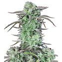 Strawberry Banana Auto (FastBuds) Feminiserade