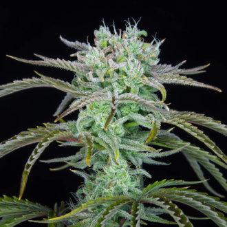 Strawberry Banana Auto (FastBuds) Feminiserade
